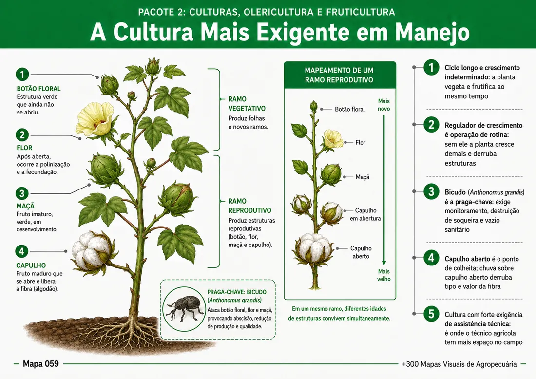 Mapa visual 3